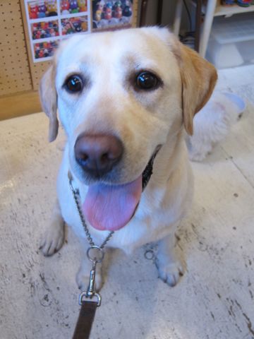 ビションフリーゼこいぬ子犬フントヒュッテ東京かわいいビションフリーゼ関東ビション文京区ビションフリーゼ画像ビションフリーゼ子犬東京ビション毛量 25.jpg
