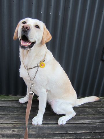ラブラドール・レトリバートリミング文京区フントヒュッテ都内大型犬トリミング東京かわいいラブラドールレトリバー画像駒込ラブシャンプー関東大型犬画像9.jpg