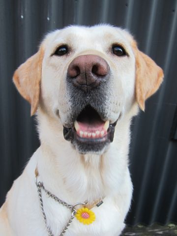 ラブラドール・レトリバートリミング文京区フントヒュッテ都内大型犬トリミング東京かわいいラブラドールレトリバー画像駒込ラブシャンプー関東大型犬画像10.jpg