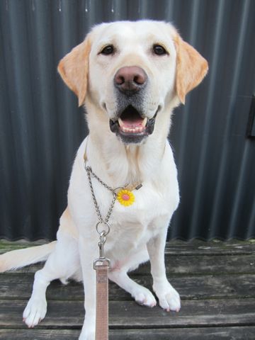 ラブラドール・レトリバートリミング文京区フントヒュッテ都内大型犬トリミング東京かわいいラブラドールレトリバー画像駒込ラブシャンプー関東大型犬画像11.jpg