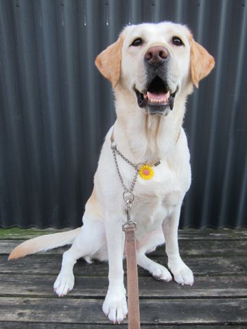 ラブラドール・レトリバートリミング文京区フントヒュッテ都内大型犬トリミング東京かわいいラブラドールレトリバー画像駒込ラブシャンプー関東大型犬画像12.jpg
