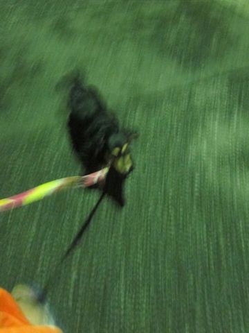 ダックスペットホテル様子おさんぽ犬おあずかり文京区フントヒュッテ東京ダックストリミング画像都内ペットホテル駒込カニヘンダックスカニンヘンダックス16.jpg
