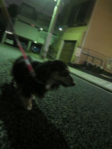 ダックスペットホテル様子おさんぽ犬おあずかり文京区フントヒュッテ東京ダックストリミング画像都内ペットホテル駒込カニヘンダックスカニンヘンダックス17.jpg