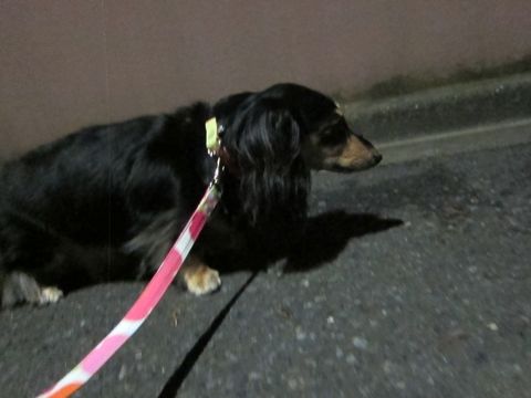 ダックスペットホテル様子おさんぽ犬おあずかり文京区フントヒュッテ東京ダックストリミング画像都内ペットホテル駒込カニヘンダックスカニンヘンダックス18.jpg