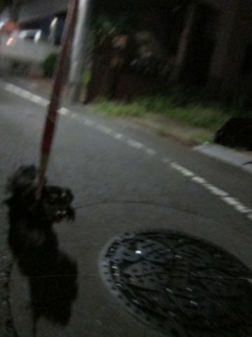 ダックスペットホテル様子おさんぽ犬おあずかり文京区フントヒュッテ東京ダックストリミング画像都内ペットホテル駒込カニヘンダックスカニンヘンダックス19.jpg