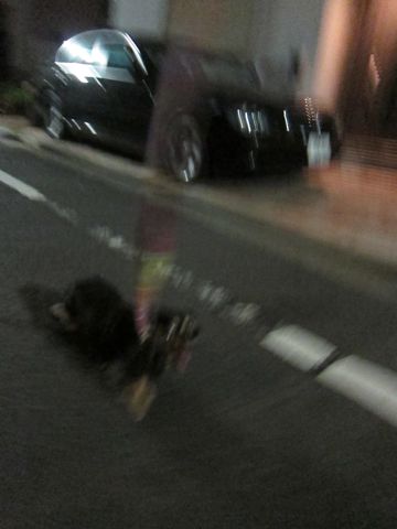ダックスペットホテル様子おさんぽ犬おあずかり文京区フントヒュッテ東京ダックストリミング画像都内ペットホテル駒込カニヘンダックスカニンヘンダックス20.jpg