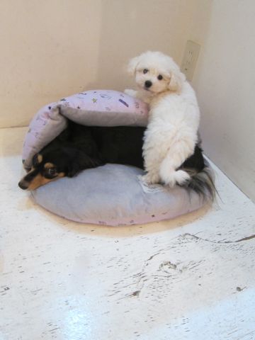 ダックスペットホテル様子おさんぽ犬おあずかり文京区フントヒュッテ東京ダックストリミング画像都内ペットホテル駒込カニヘンダックスカニンヘンダックス21.jpg