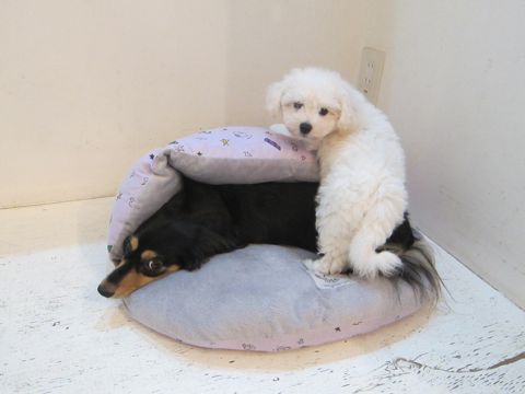 ダックスペットホテル様子おさんぽ犬おあずかり文京区フントヒュッテ東京ダックストリミング画像都内ペットホテル駒込カニヘンダックスカニンヘンダックス22.jpg