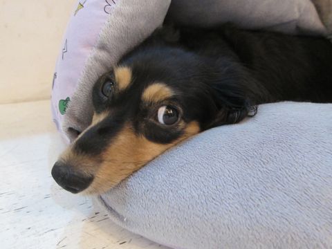 ダックスペットホテル様子おさんぽ犬おあずかり文京区フントヒュッテ東京ダックストリミング画像都内ペットホテル駒込カニヘンダックスカニンヘンダックス23.jpg