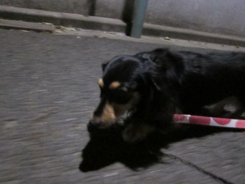 ダックスペットホテル様子おさんぽ犬おあずかり文京区フントヒュッテ東京ダックストリミング画像都内ペットホテル駒込カニヘンダックスカニンヘンダックス25.jpg