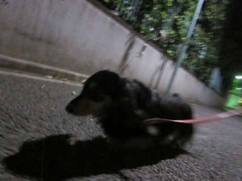 ダックスペットホテル様子おさんぽ犬おあずかり文京区フントヒュッテ東京ダックストリミング画像都内ペットホテル駒込カニヘンダックスカニンヘンダックス26.jpg