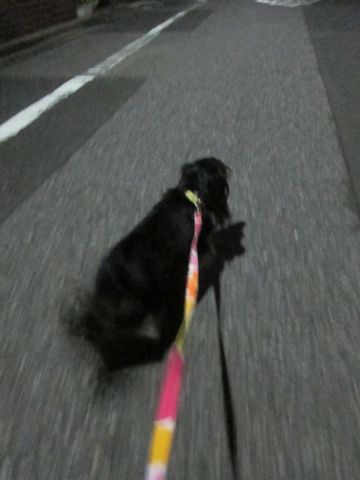 ダックスペットホテル様子おさんぽ犬おあずかり文京区フントヒュッテ東京ダックストリミング画像都内ペットホテル駒込カニヘンダックスカニンヘンダックス27.jpg