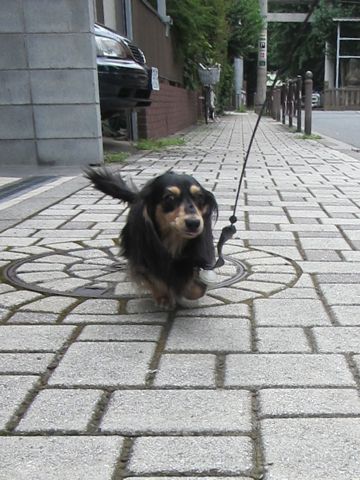 ダックスペットホテル様子おさんぽ犬おあずかり文京区フントヒュッテ東京ダックストリミング画像都内ペットホテル駒込カニヘンダックスカニンヘンダックス28.jpg