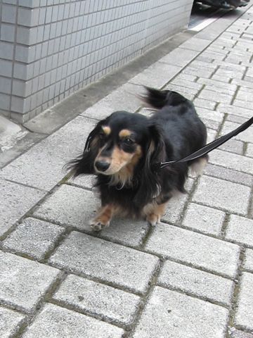 ダックスペットホテル様子おさんぽ犬おあずかり文京区フントヒュッテ東京ダックストリミング画像都内ペットホテル駒込カニヘンダックスカニンヘンダックス29.jpg