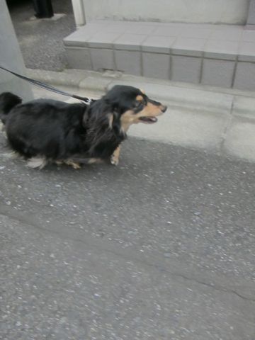 ダックスペットホテル様子おさんぽ犬おあずかり文京区フントヒュッテ東京ダックストリミング画像都内ペットホテル駒込カニヘンダックスカニンヘンダックス31.jpg