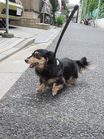 ダックスペットホテル様子おさんぽ犬おあずかり文京区フントヒュッテ東京ダックストリミング画像都内ペットホテル駒込カニヘンダックスカニンヘンダックス32.jpg