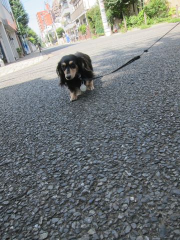 ダックスペットホテル様子おさんぽ犬おあずかり文京区フントヒュッテ東京ダックストリミング画像都内ペットホテル駒込カニヘンダックスカニンヘンダックス34.jpg