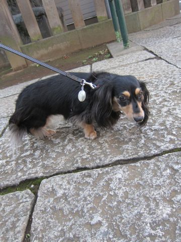 ダックスペットホテル様子おさんぽ犬おあずかり文京区フントヒュッテ東京ダックストリミング画像都内ペットホテル駒込カニヘンダックスカニンヘンダックス35.jpg