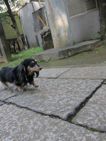 ダックスペットホテル様子おさんぽ犬おあずかり文京区フントヒュッテ東京ダックストリミング画像都内ペットホテル駒込カニヘンダックスカニンヘンダックス36.jpg