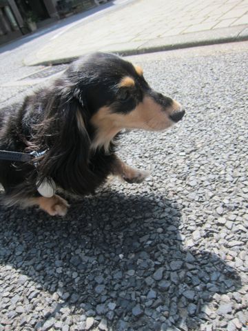 ダックスペットホテル様子おさんぽ犬おあずかり文京区フントヒュッテ東京ダックストリミング画像都内ペットホテル駒込カニヘンダックスカニンヘンダックス37.jpg