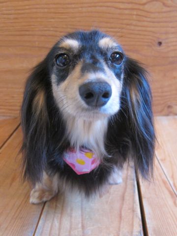 ダックスペットホテル様子おさんぽ犬おあずかり文京区フントヒュッテ東京ダックストリミング画像都内ペットホテル駒込カニヘンダックスカニンヘンダックス38.jpg