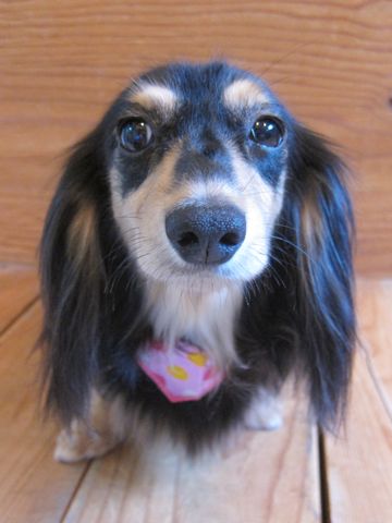 ダックスペットホテル様子おさんぽ犬おあずかり文京区フントヒュッテ東京ダックストリミング画像都内ペットホテル駒込カニヘンダックスカニンヘンダックス39.jpg