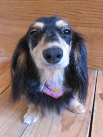 ダックスペットホテル様子おさんぽ犬おあずかり文京区フントヒュッテ東京ダックストリミング画像都内ペットホテル駒込カニヘンダックスカニンヘンダックス40.jpg