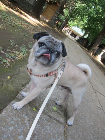 パグ画像かわいいパグ画像ペットホテル様子おさんぽ犬おあずかり文京区フントヒュッテ東京パグ駒込パグ夏弱い夏対策パグ飛行機パグ呼吸器官2.jpg