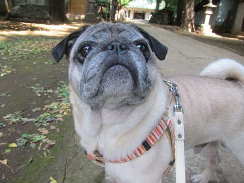 パグ画像かわいいパグ画像ペットホテル様子おさんぽ犬おあずかり文京区フントヒュッテ東京パグ駒込パグ夏弱い夏対策パグ飛行機パグ呼吸器官3.jpg
