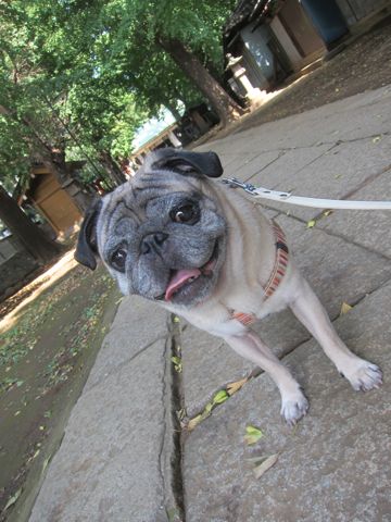 パグ画像かわいいパグ画像ペットホテル様子おさんぽ犬おあずかり文京区フントヒュッテ東京パグ駒込パグ夏弱い夏対策パグ飛行機パグ呼吸器官10.jpg