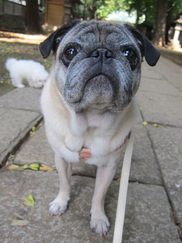 パグ画像かわいいパグ画像ペットホテル様子おさんぽ犬おあずかり文京区フントヒュッテ東京パグ駒込パグ夏弱い夏対策パグ飛行機パグ呼吸器官11.jpg