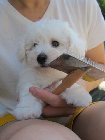 ビションフリーゼこいぬ子犬フントヒュッテ東京かわいいビションフリーゼ関東ビション文京区ビションフリーゼ画像ビションフリーゼ子犬東京ビション毛量 30.jpg