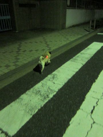 パグ画像かわいいパグ画像ペットホテル様子おさんぽ犬おあずかり文京区フントヒュッテ東京パグ駒込パグ夏弱い夏対策パグ飛行機パグ呼吸器官14.jpg