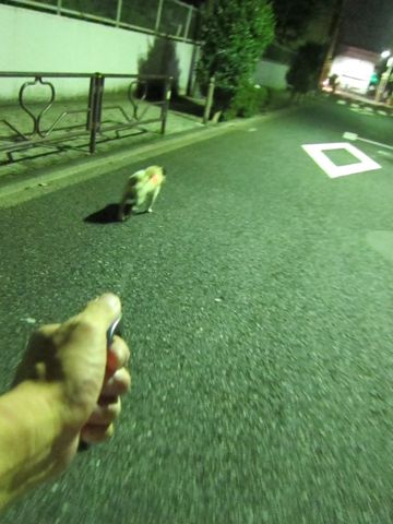 パグ画像かわいいパグ画像ペットホテル様子おさんぽ犬おあずかり文京区フントヒュッテ東京パグ駒込パグ夏弱い夏対策パグ飛行機パグ呼吸器官15.jpg