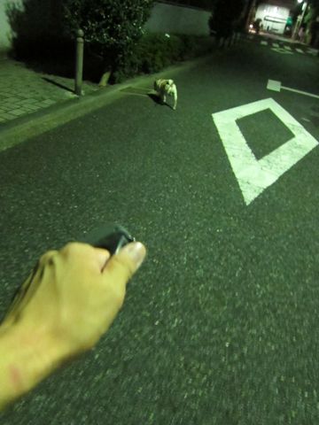 パグ画像かわいいパグ画像ペットホテル様子おさんぽ犬おあずかり文京区フントヒュッテ東京パグ駒込パグ夏弱い夏対策パグ飛行機パグ呼吸器官16.jpg