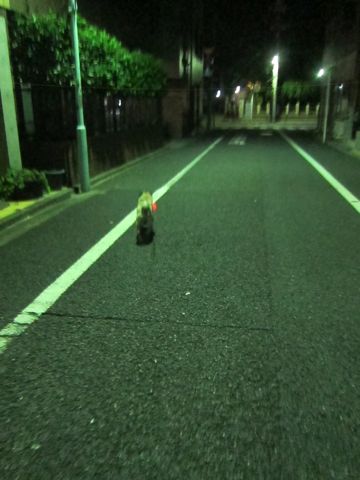 パグ画像かわいいパグ画像ペットホテル様子おさんぽ犬おあずかり文京区フントヒュッテ東京パグ駒込パグ夏弱い夏対策パグ飛行機パグ呼吸器官17.jpg