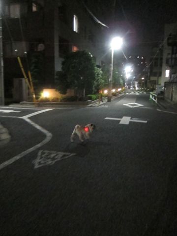 パグ画像かわいいパグ画像ペットホテル様子おさんぽ犬おあずかり文京区フントヒュッテ東京パグ駒込パグ夏弱い夏対策パグ飛行機パグ呼吸器官18.jpg