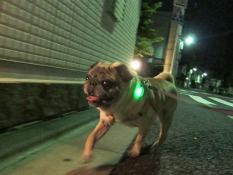 パグ画像かわいいパグ画像ペットホテル様子おさんぽ犬おあずかり文京区フントヒュッテ東京パグ駒込パグ夏弱い夏対策パグ飛行機パグ呼吸器官19.jpg
