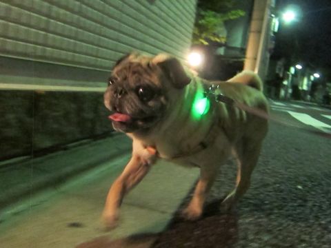 パグ画像かわいいパグ画像ペットホテル様子おさんぽ犬おあずかり文京区フントヒュッテ東京パグ駒込パグ夏弱い夏対策パグ飛行機パグ呼吸器官20.jpg