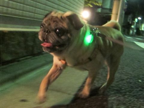パグ画像かわいいパグ画像ペットホテル様子おさんぽ犬おあずかり文京区フントヒュッテ東京パグ駒込パグ夏弱い夏対策パグ飛行機パグ呼吸器官21.jpg