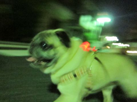 パグ画像かわいいパグ画像ペットホテル様子おさんぽ犬おあずかり文京区フントヒュッテ東京パグ駒込パグ夏弱い夏対策パグ飛行機パグ呼吸器官22.jpg