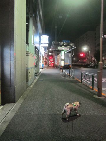 パグ画像かわいいパグ画像ペットホテル様子おさんぽ犬おあずかり文京区フントヒュッテ東京パグ駒込パグ夏弱い夏対策パグ飛行機パグ呼吸器官23.jpg