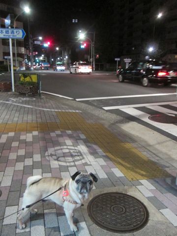 パグ画像かわいいパグ画像ペットホテル様子おさんぽ犬おあずかり文京区フントヒュッテ東京パグ駒込パグ夏弱い夏対策パグ飛行機パグ呼吸器官24.jpg