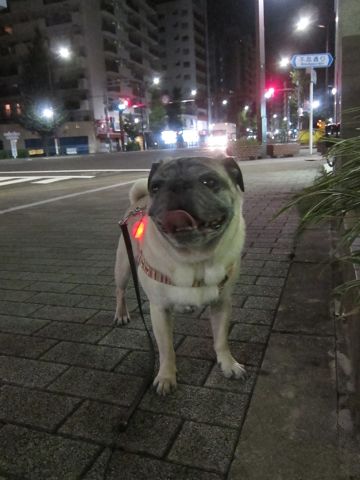 パグ画像かわいいパグ画像ペットホテル様子おさんぽ犬おあずかり文京区フントヒュッテ東京パグ駒込パグ夏弱い夏対策パグ飛行機パグ呼吸器官25.jpg