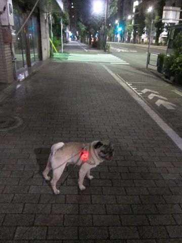 パグ画像かわいいパグ画像ペットホテル様子おさんぽ犬おあずかり文京区フントヒュッテ東京パグ駒込パグ夏弱い夏対策パグ飛行機パグ呼吸器官26.jpg