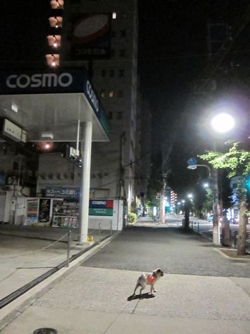 パグ画像かわいいパグ画像ペットホテル様子おさんぽ犬おあずかり文京区フントヒュッテ東京パグ駒込パグ夏弱い夏対策パグ飛行機パグ呼吸器官27.jpg