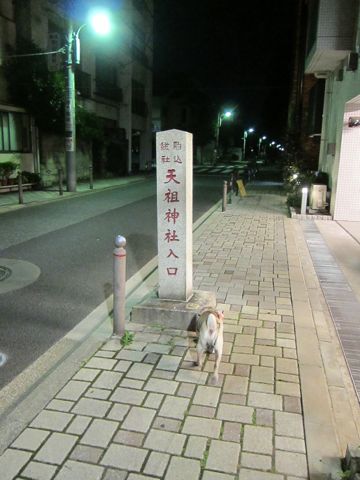 パグ画像かわいいパグ画像ペットホテル様子おさんぽ犬おあずかり文京区フントヒュッテ東京パグ駒込パグ夏弱い夏対策パグ飛行機パグ呼吸器官28.jpg