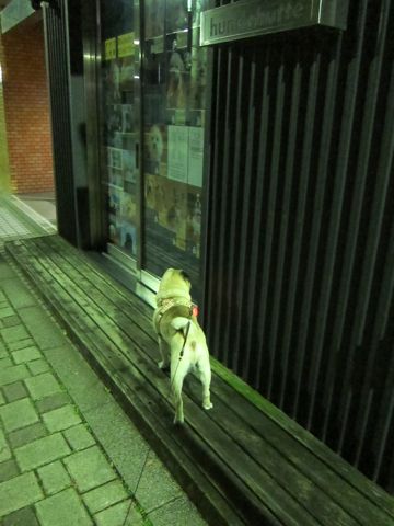 パグ画像かわいいパグ画像ペットホテル様子おさんぽ犬おあずかり文京区フントヒュッテ東京パグ駒込パグ夏弱い夏対策パグ飛行機パグ呼吸器官29.jpg