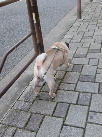 パグ画像かわいいパグ画像ペットホテル様子おさんぽ犬おあずかり文京区フントヒュッテ東京パグ駒込パグ夏弱い夏対策パグ飛行機パグ呼吸器官31.jpg