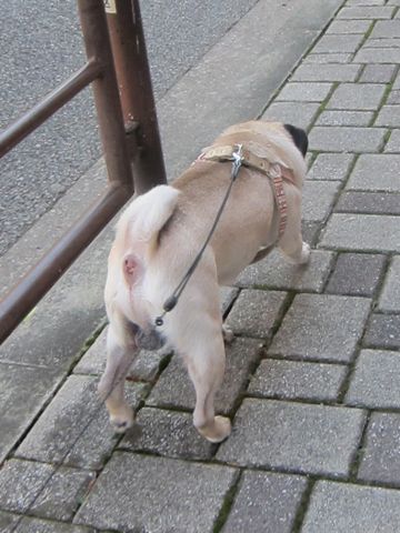 パグ画像かわいいパグ画像ペットホテル様子おさんぽ犬おあずかり文京区フントヒュッテ東京パグ駒込パグ夏弱い夏対策パグ飛行機パグ呼吸器官32.jpg
